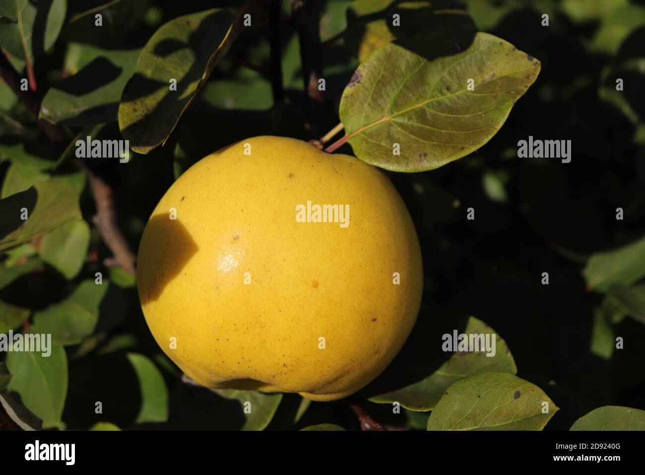 Reife Früchte von gelben Äpfeln an den Zweigen, Malus domestica Stockfoto