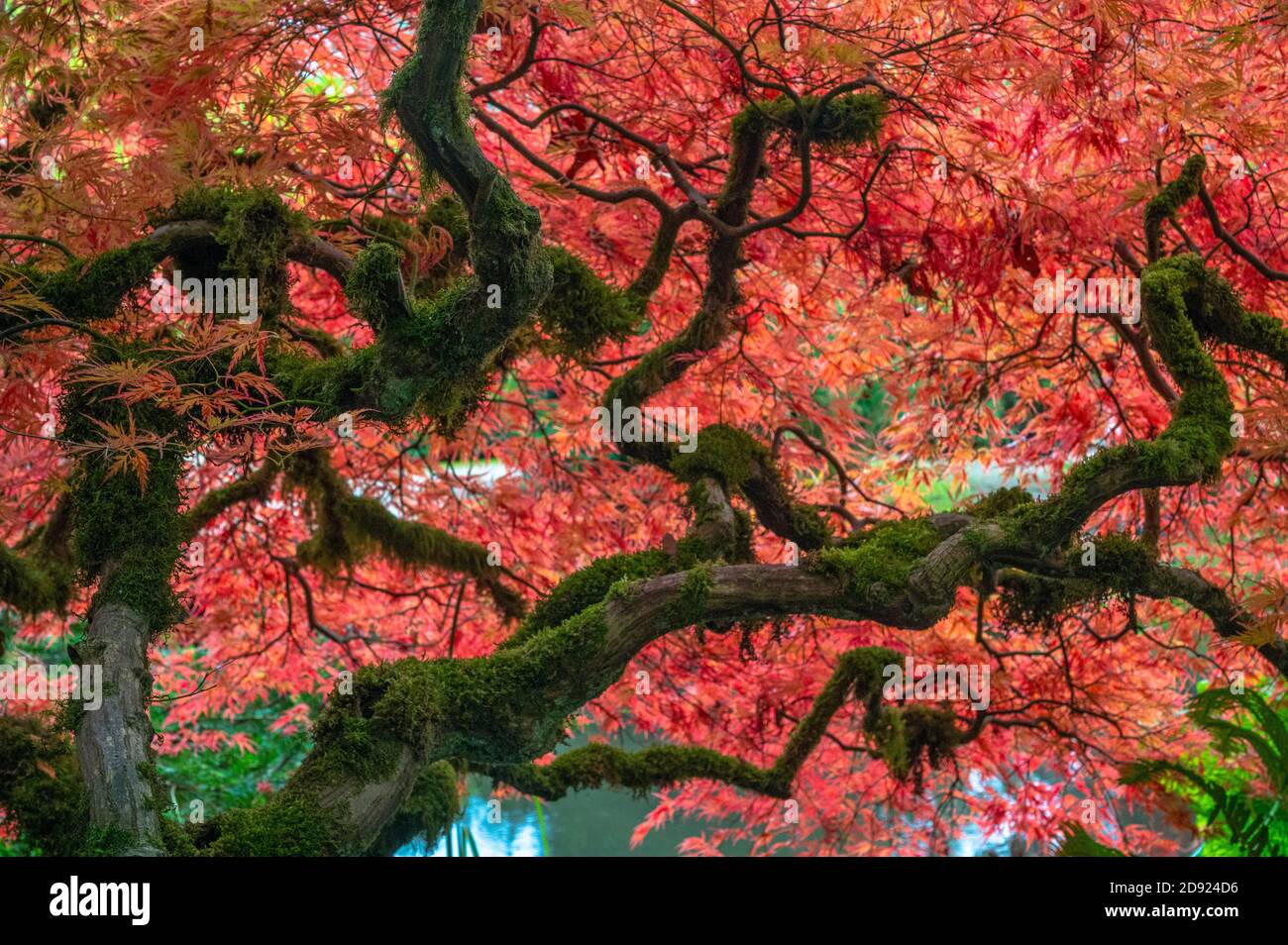 Roter japanischer Ahorn in der Herbstsaison im Kubota Japanese Garden in Seattle, Washington, USA Stockfoto