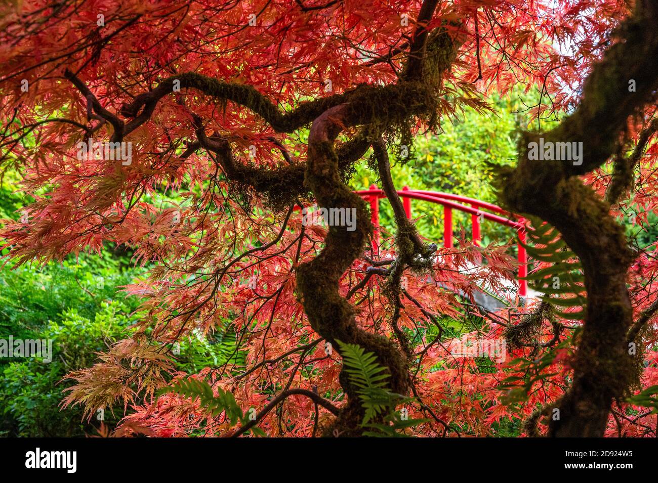 Roter japanischer Ahorn in der Herbstsaison mit einer roten Brücke im Hintergrund am Kubota Japanese Garden in Seattle, Washington, USA Stockfoto