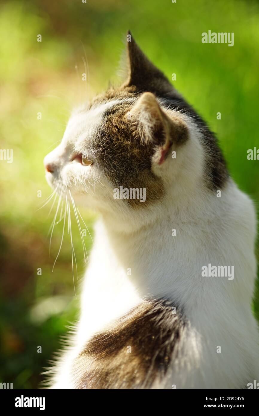 Weiß gefleckte Katze sitzt im sonnigen grünen Garten Stockfoto
