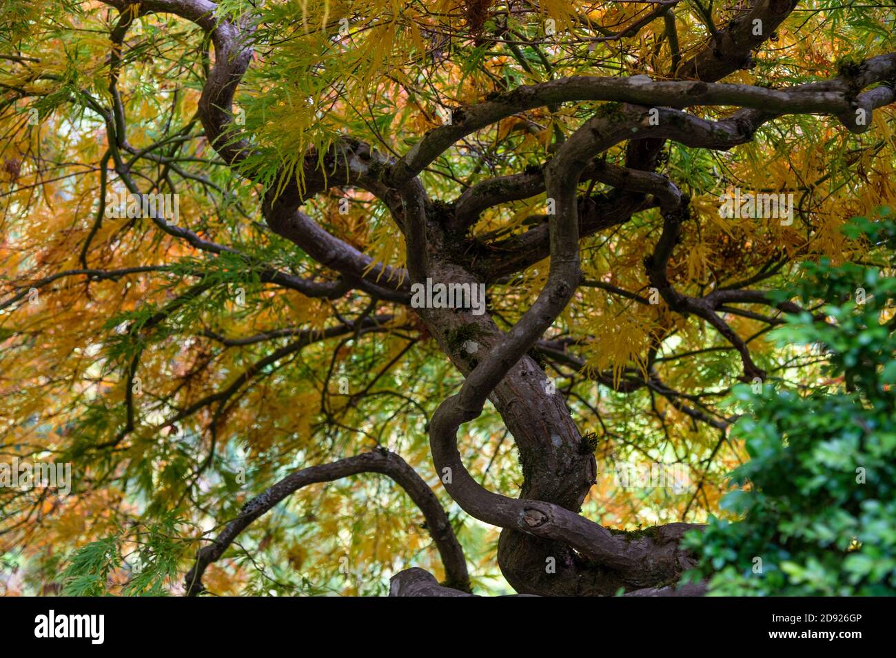 Gelber japanischer Ahornbaum in der Herbstsaison Stockfoto