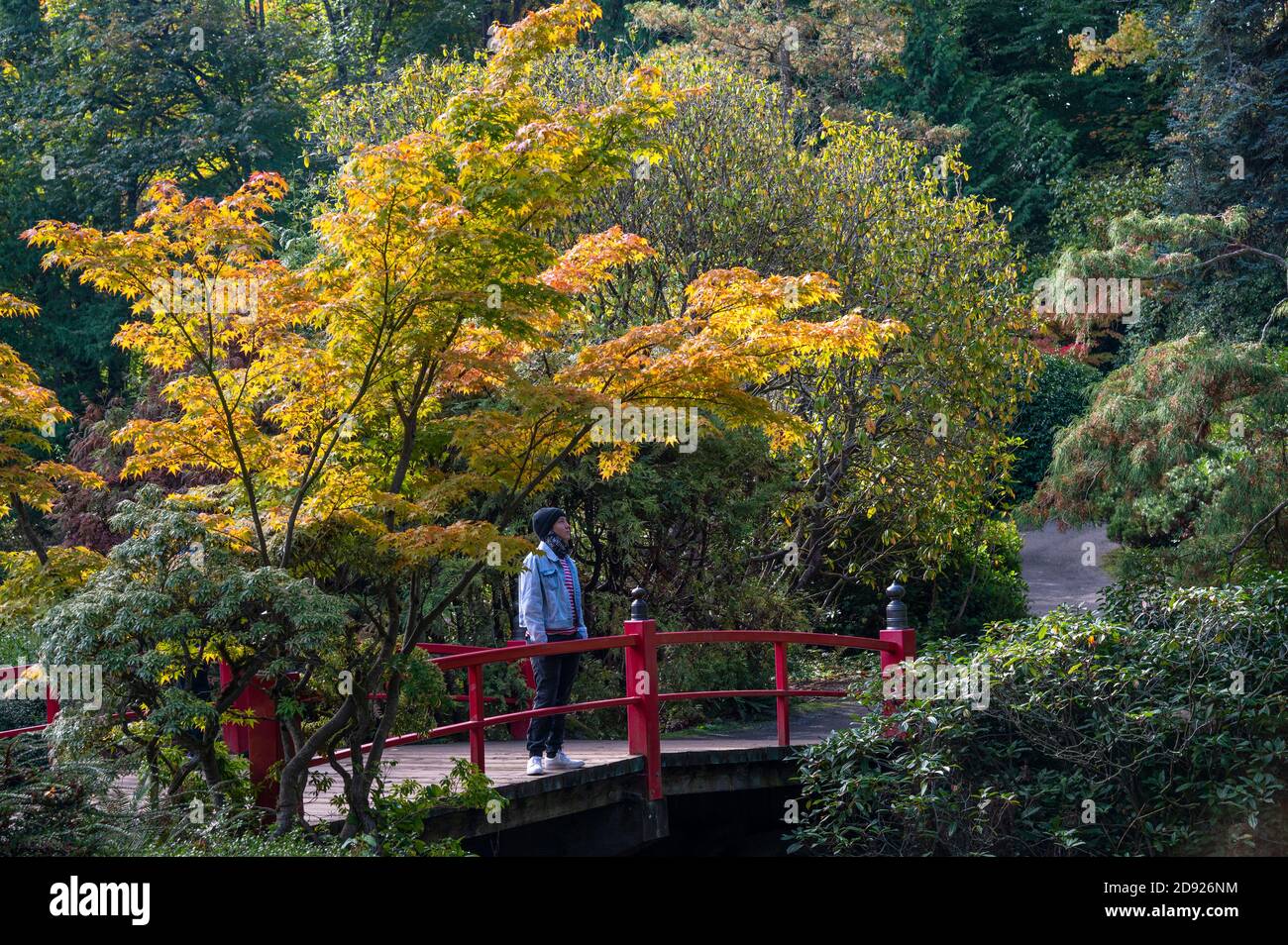 Eine Person, die an einer roten Brücke im japanischen Stil steht The Kubota Gardens in Seattle öffentlicher Garten Stockfoto