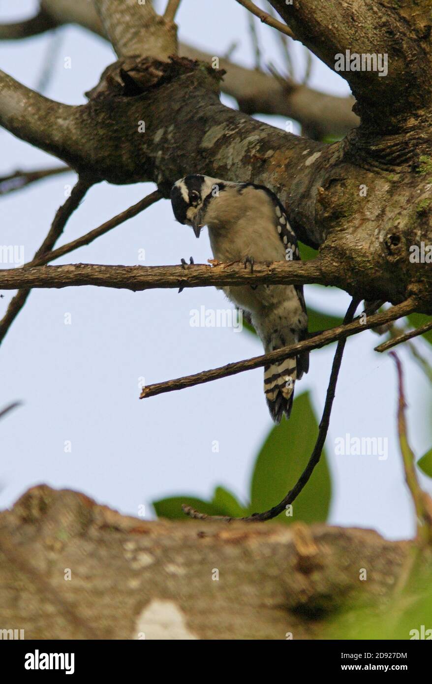 Dowy Specht (Picoides pubescens) Weibchen Fütterung auf dünnen Zweig Sanibel Island, Florida Februar Stockfoto