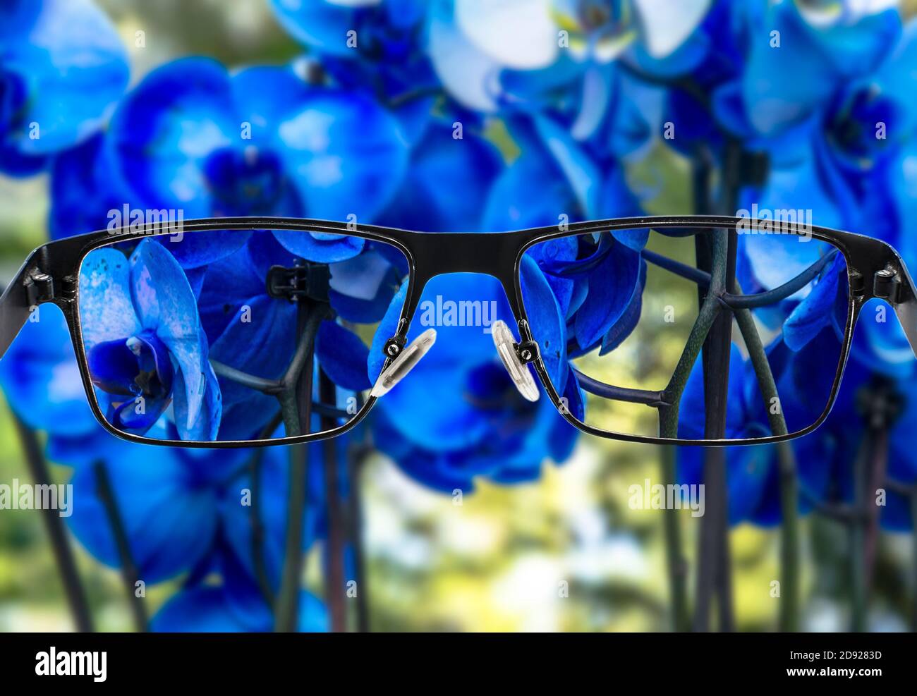 Fokussiertes Bild von Bouquet von schönen blauen Orchideen. Besseres Sichtkonzept. Brille für Kurzsichtigkeit. Stockfoto
