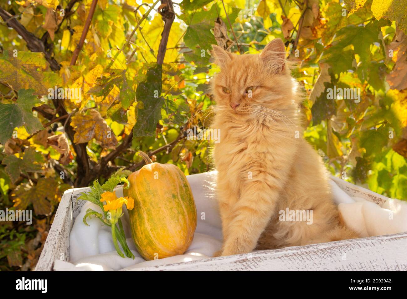 Ginger Katze schlafen auf einer weichen weißen Decke, gemütliches Zuhause und Entspannung Konzept, niedliche Ingwer Kätzchen. Herbsthintergrund für Kalender oder Postkarte Stockfoto