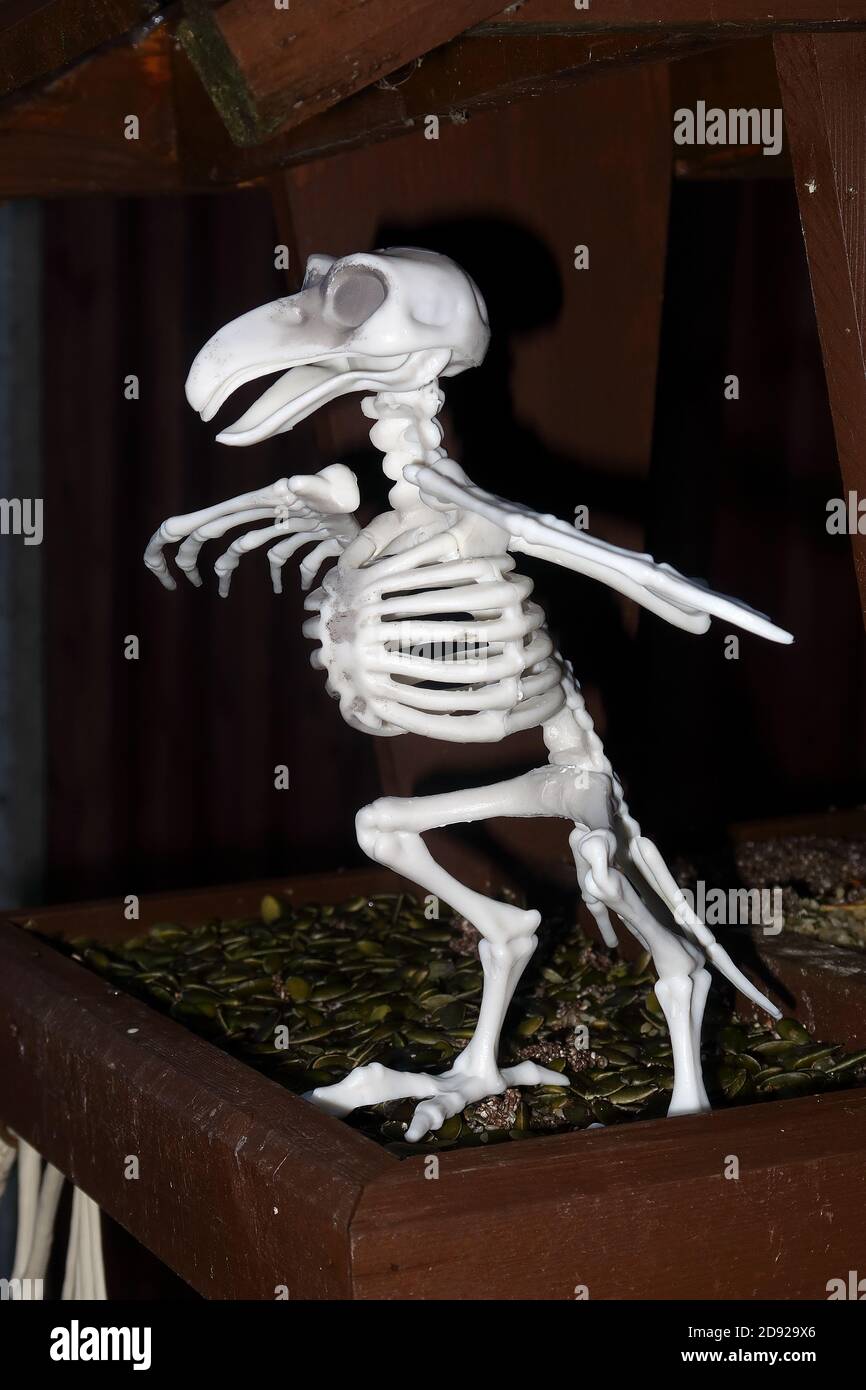 Schauriges Vogelskelett, das in einem Vogelhaus steht, um es zu zeigen Das Konzept von Halloween Stockfoto