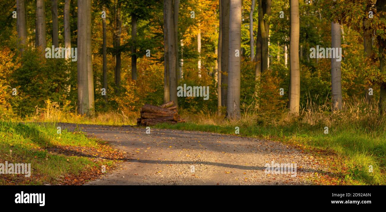 Straße durch den Wald im Herbst Entourage Stockfoto