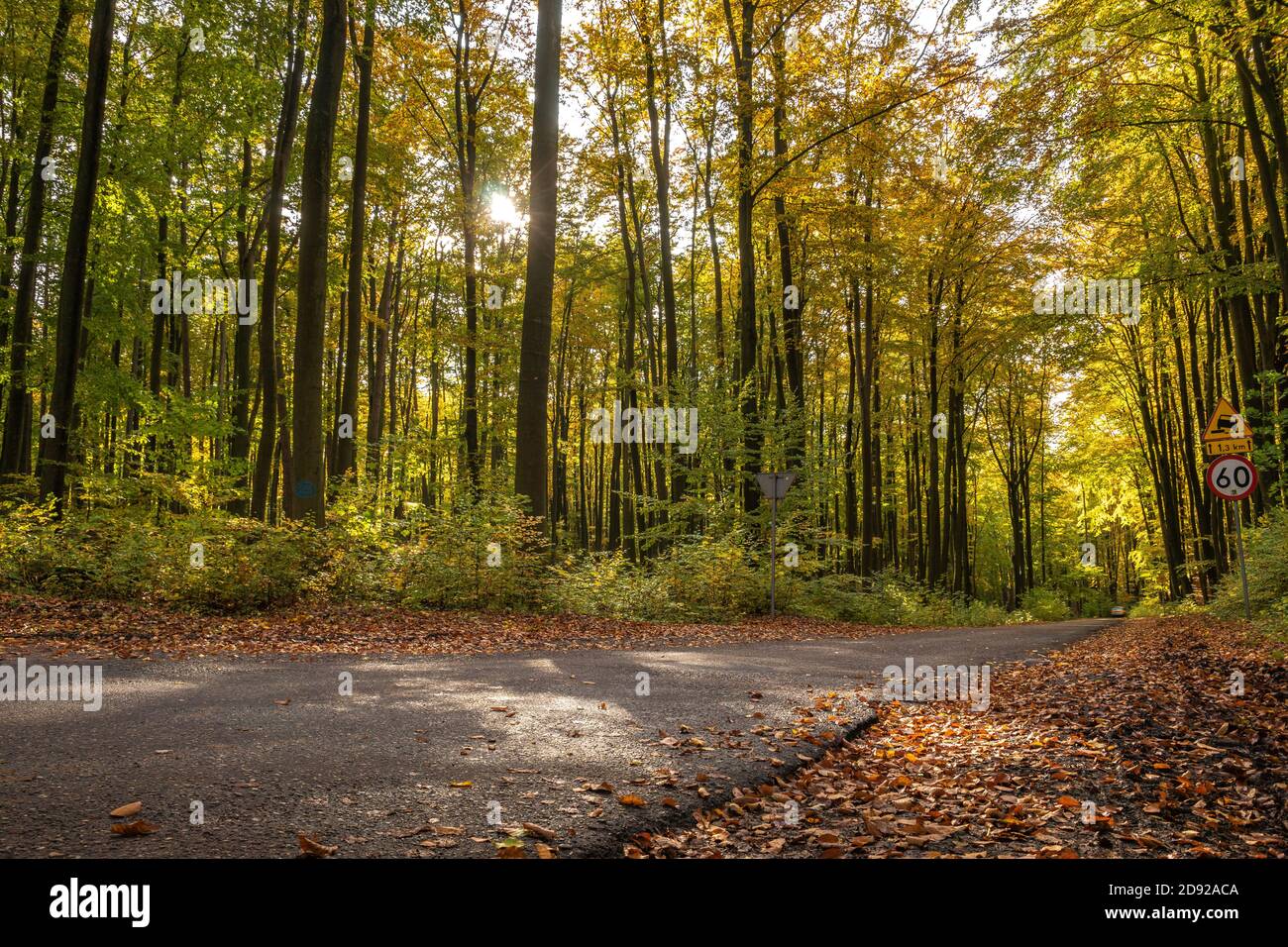 Straße durch den Wald im Herbst Entourage Stockfoto