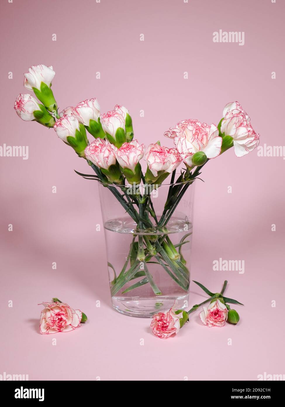 Pinky weiße Nelke Blumen in einer Vase auf rosa Hintergrund Stockfoto