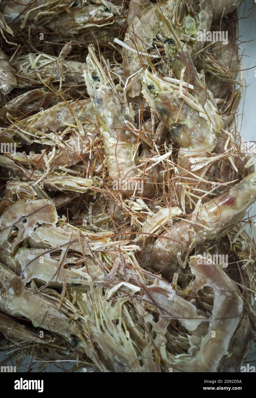 Garnelen in Fischhändler gefroren, frische Fischfutter Stockfoto