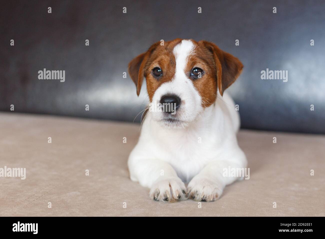 Der Welpe Jack Russell Terrier liegt auf der Couch und schaut auf die Kamera. Ein trauriger Welpe wartet auf den Besitzer. Tag Des Hundes. Stockfoto