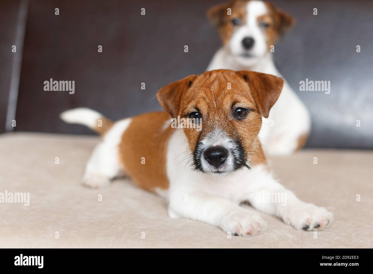 Zwei süße Jack Russell Terrier Welpen. Ein Welpe liegt auf dem Sofa, streckt die Beine nach vorne, schaut auf die Kamera, der andere sitzt Stockfoto