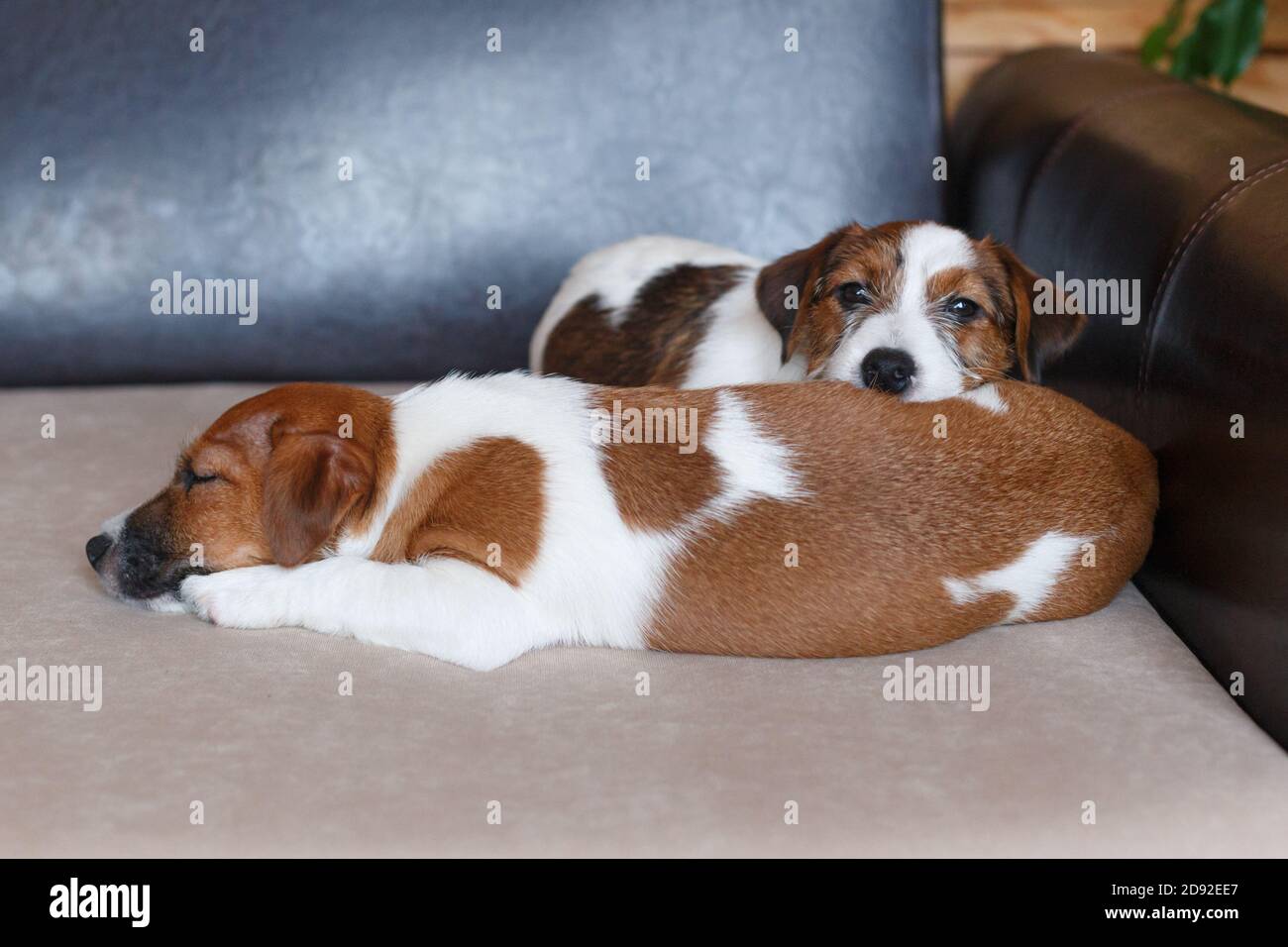 Zwei Welpen von Jack Russell schlafen zusammen auf einem Beige Sofa mit einem Leder zurück, ein Welpe ist geschlossen Augen, die Zweitens liegt Kopf auf der BA des Freundes Stockfoto