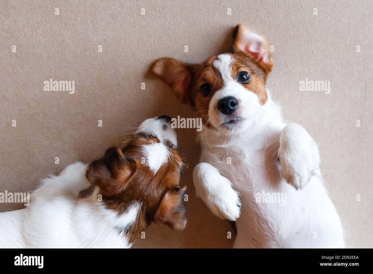 Zwei niedliche Welpen Jack Russell Terrier auf beigem Hintergrund. Blick von oben. Ein Welpe mit schwarzer Nase und funkelnden Augen schaut auf die Kamera. Stockfoto