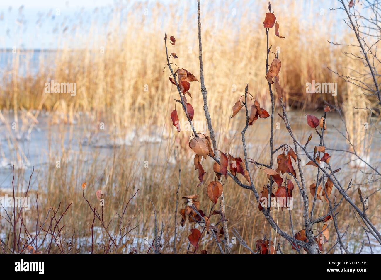 Herbst rote Blätter auf Baumzweigen mit eiskalten Präriesee im Hintergrund, Saskatchewan Kanada Stockfoto