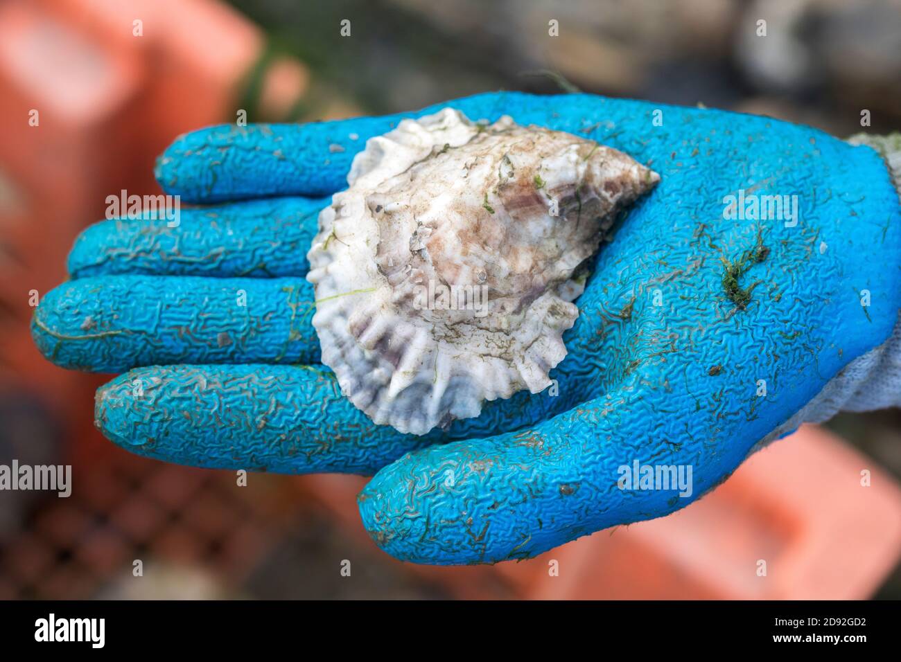 Nahaufnahme mit Handschuhen und Auster Stockfoto