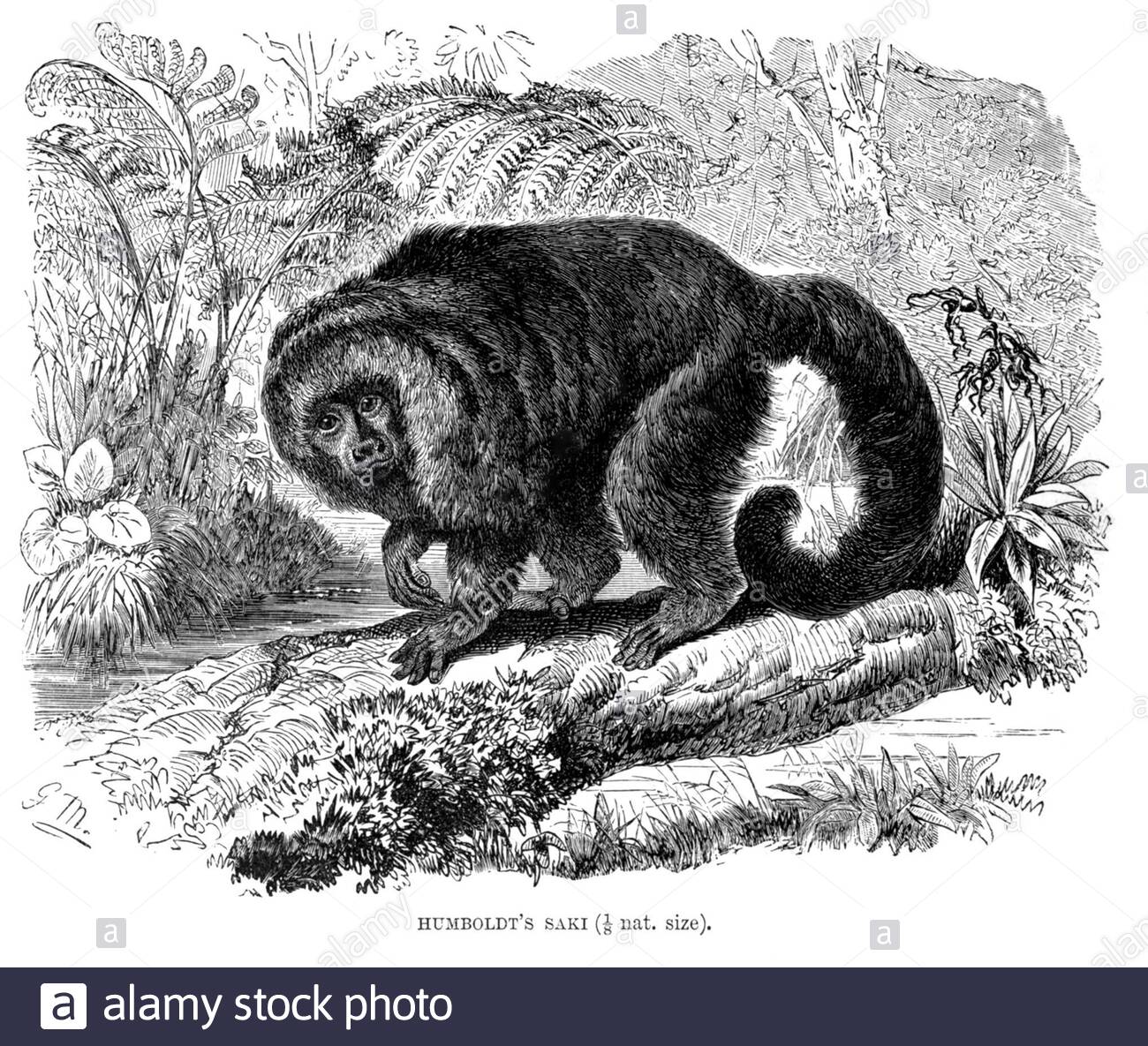 Humboldts Saki, Vintage-Illustration von 1893 Stockfoto