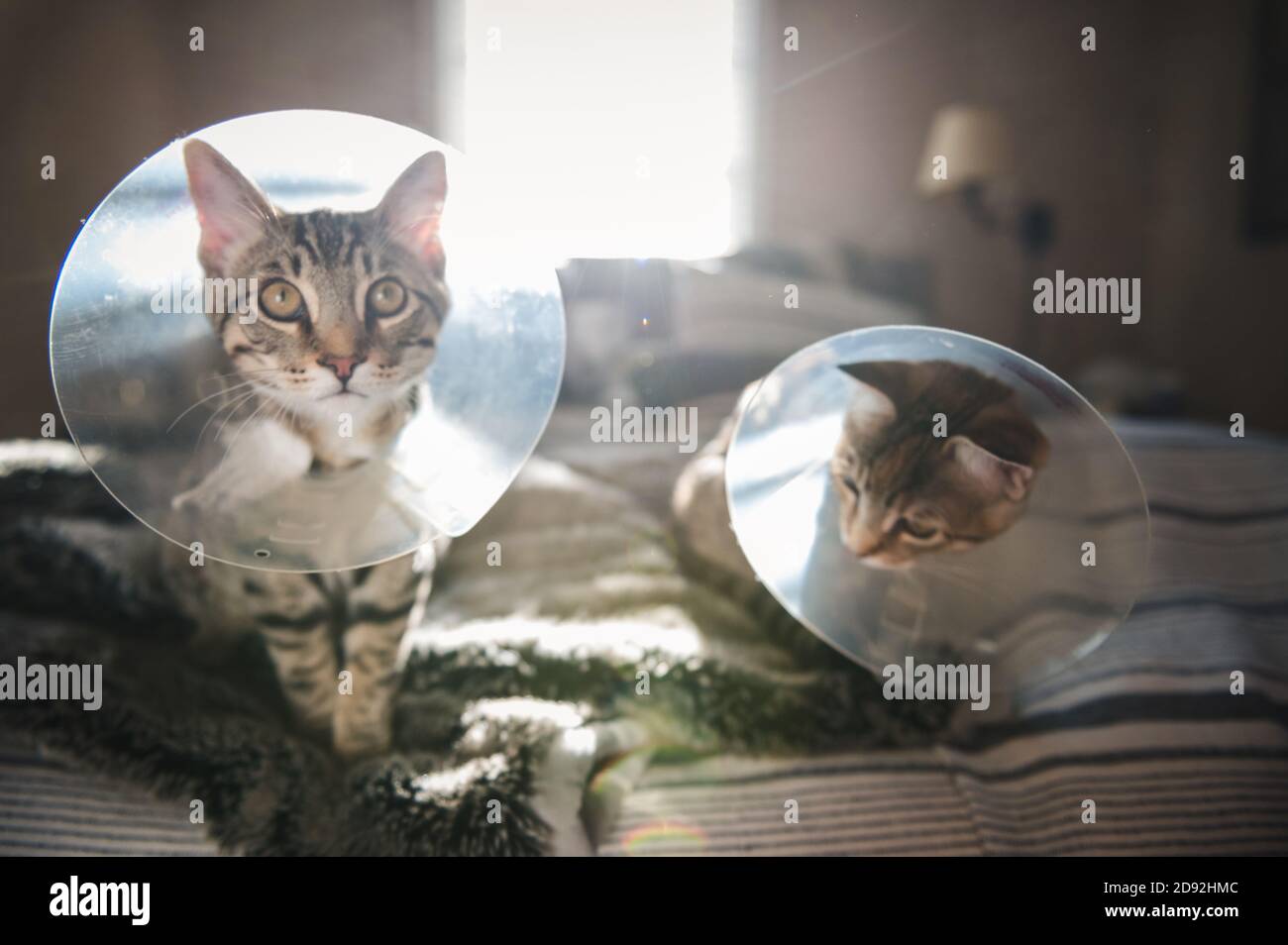 Vorderansicht von zwei Katzen mit Zapfen auf dem Bett in Seattle, WA Stockfoto