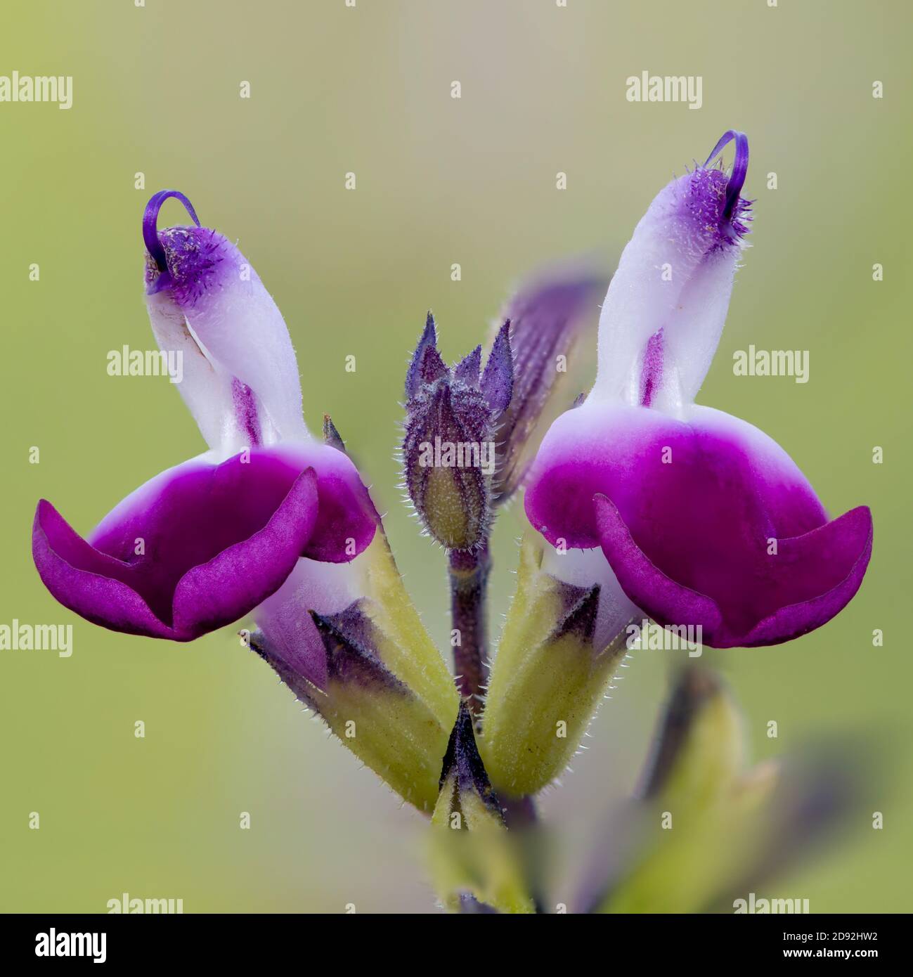 Makroaufnahme von lila und weißen Salvia Blumen in Blüte Stockfoto