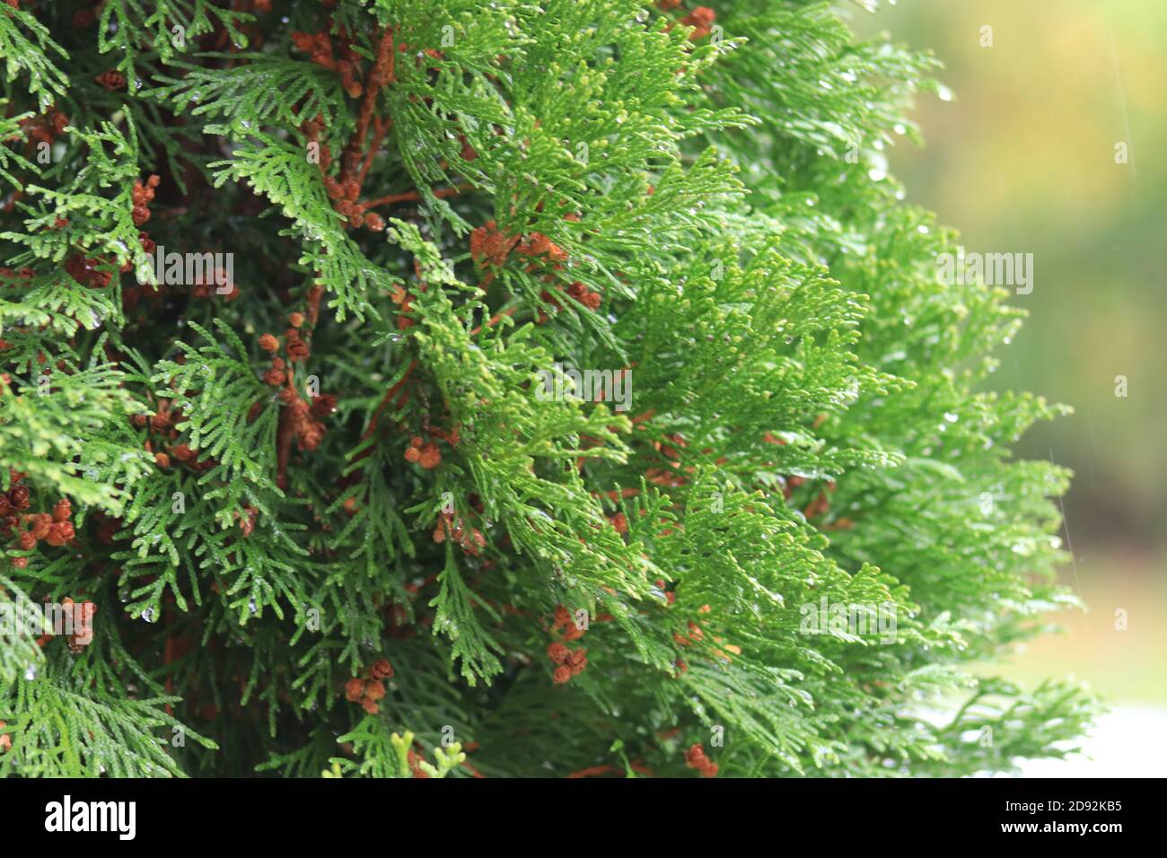Tropische und subtropische Nadelwälder an einem regnerischen Tag Stockfoto