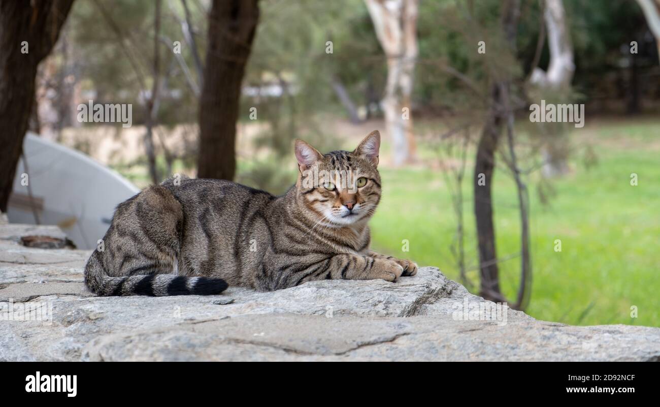 Streunende, tabby Kitty. Verlassene Hauskatzenrasse sitzt auf Steinmauer. Das freundliche Säugetier hat dunkle Streifen, sieht traurig aus und es ist allein. Stockfoto