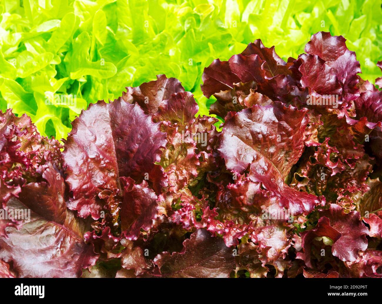 Salat mit Salatblättern. Salat als natürliche Hintergrundstruktur. Mehrfarbige Salatblätter. Lactuca sativa rote, grüne Blätter, Nahaufnahme. Stockfoto