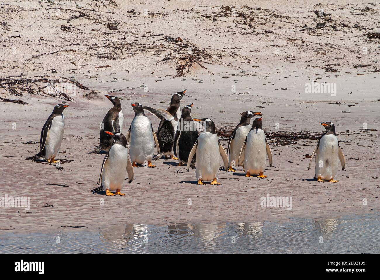 Volunteer Beach, Falkland Islands, UK - 15. Dezember 2008: Nahaufnahme einer Gruppe von Gentoo Pinguinen auf weiß-beigem Sand, der sie vor dem Ozean überredet. Stockfoto