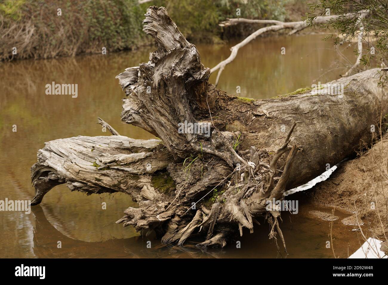 Toter Baum am Ufer des Reedy Creek, Victoria Australien Stockfoto