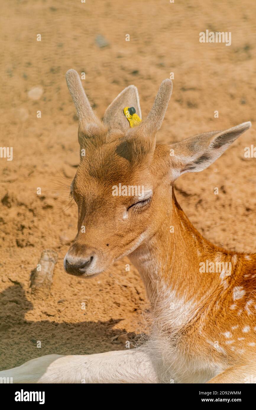 Jungfahn Damhirsch, (dama dama), Nahkopfporträt Stockfoto