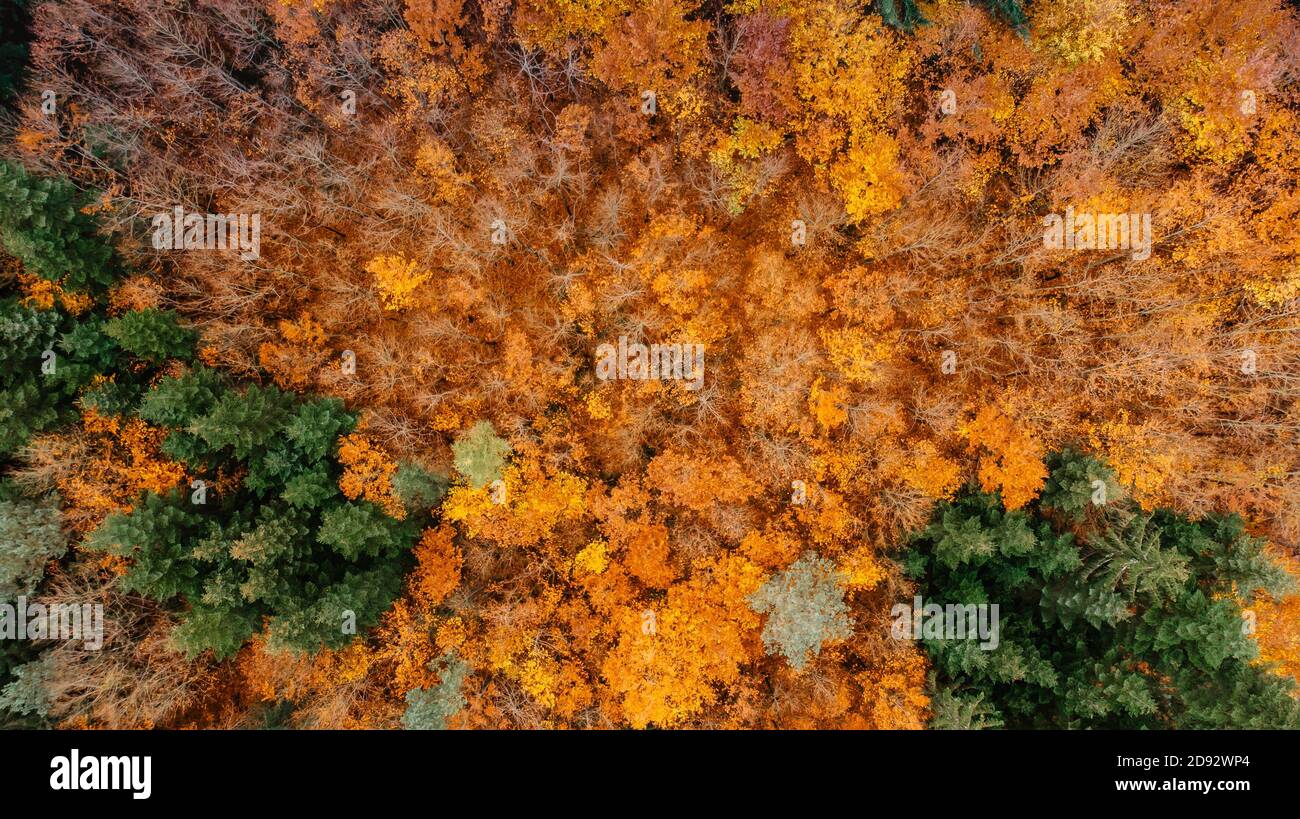 Herbstwald Landschaft Blick von oben. Bunte Natur Hintergrund. Herbst Wald Luft Drohne view.Idyllischen Herbst Landschaft aus der Vogelperspektive.Bäume wi Stockfoto
