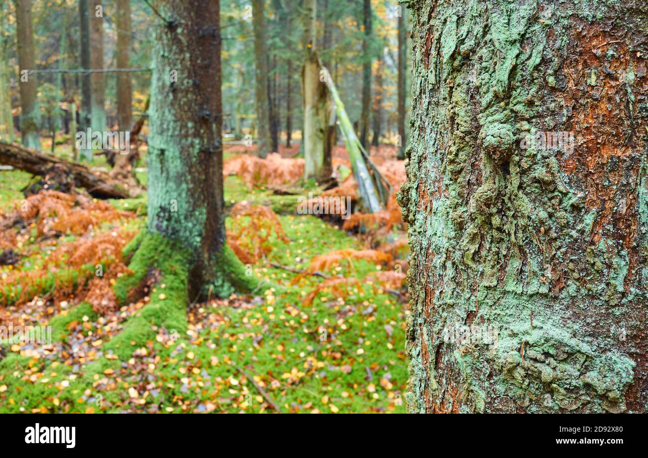 Nahaufnahme eines moosigen Baumstamms in einem tiefen Wald, selektiver Fokus. Stockfoto