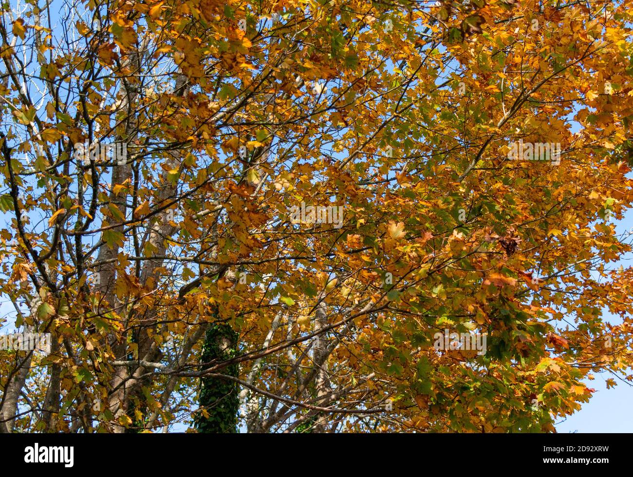 Platane Acer pseudoplatanus im Herbstblatt Stockfoto