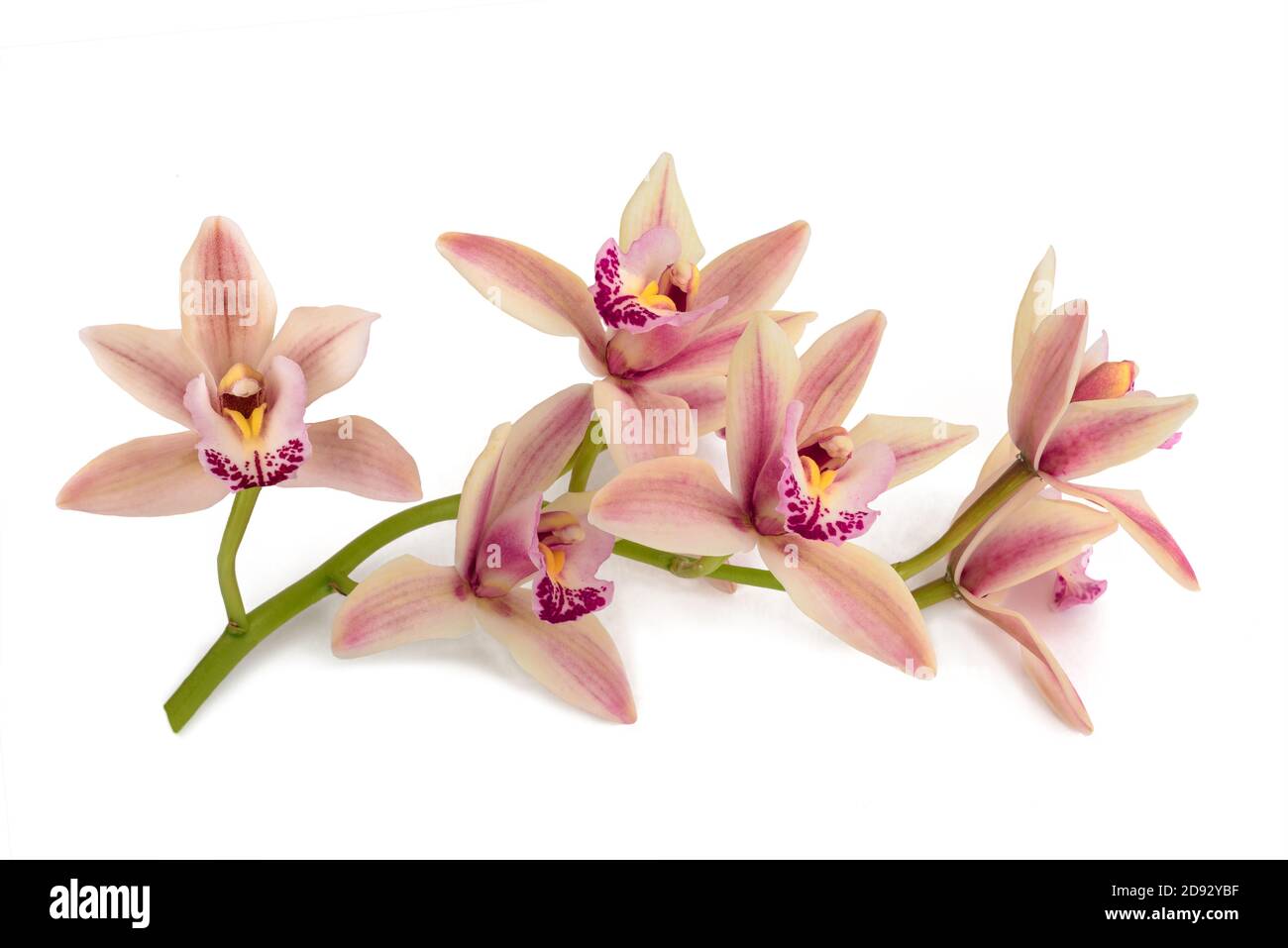 Boot Orchidee Blumen auf weißem Hintergrund Stockfoto