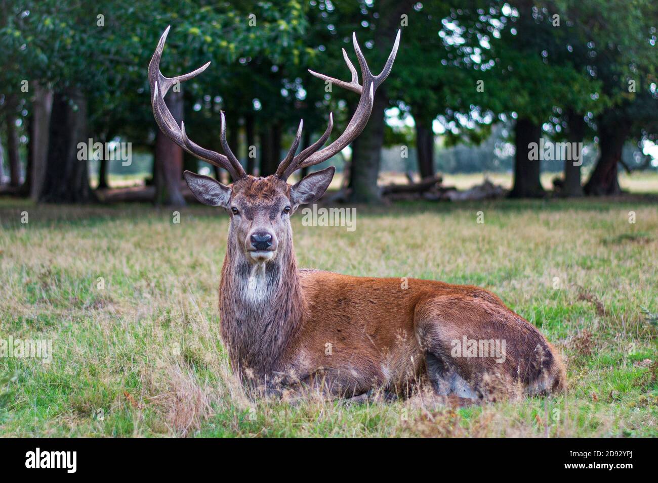 Hirsch beim Blick auf die Kamera im Park Stockfoto