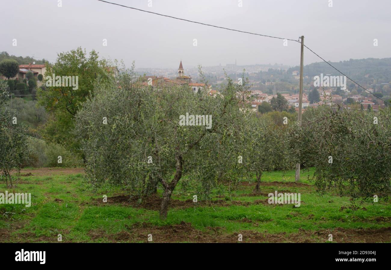 Olivenhain in der toskanischen Landschaft in der Nähe von Arezzo. Im Hintergrund ein Dorf mit einem prominenten Kirchturm und Arezzo Stadt Stockfoto