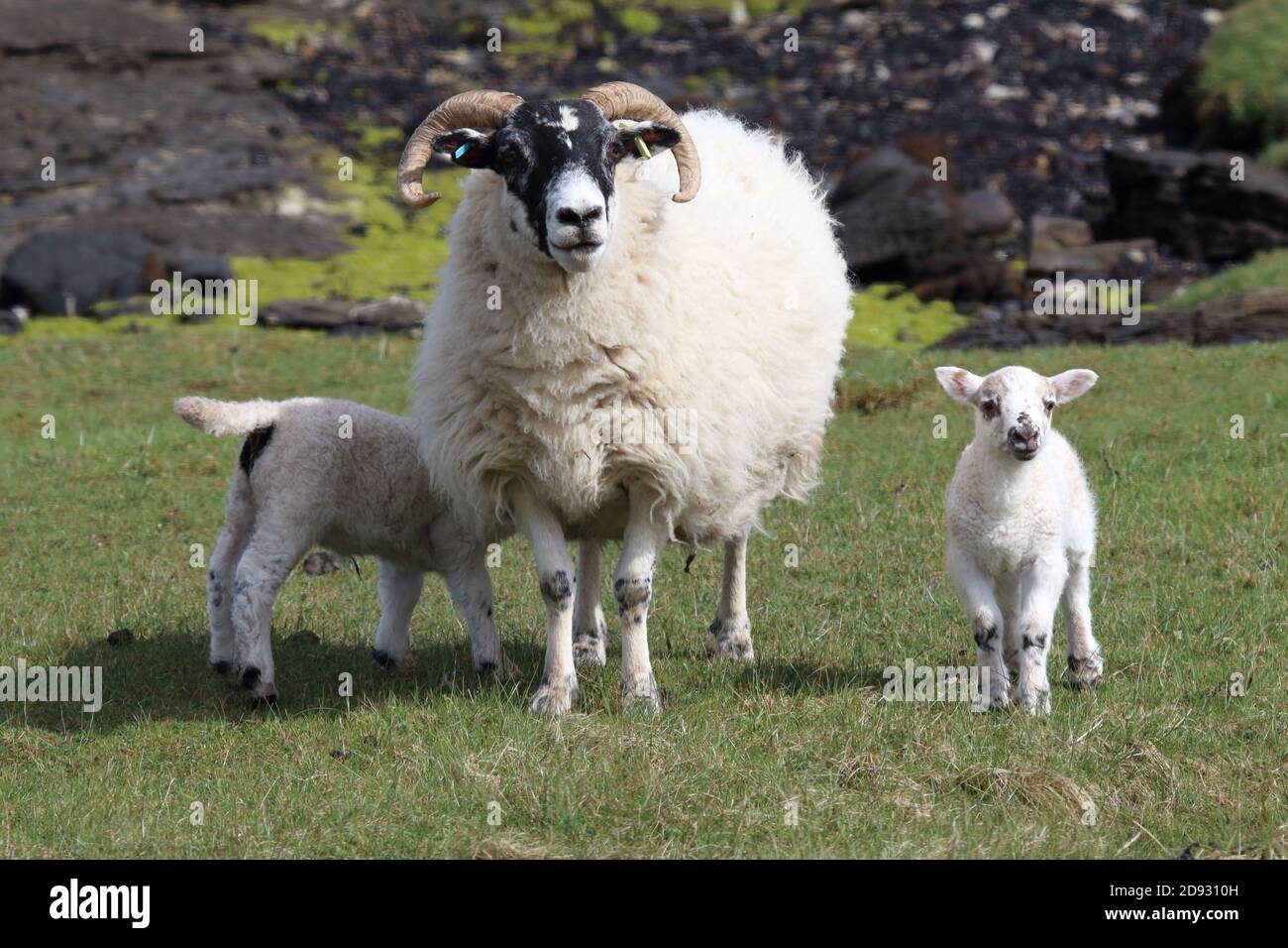 Swaledale Schafe mit Lämmern Stockfoto