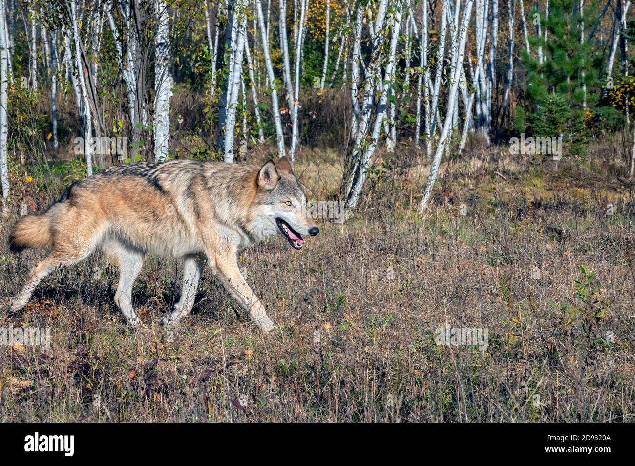 Grauer Wolf läuft im Herbst an einem Birkenwald entlang Stockfoto