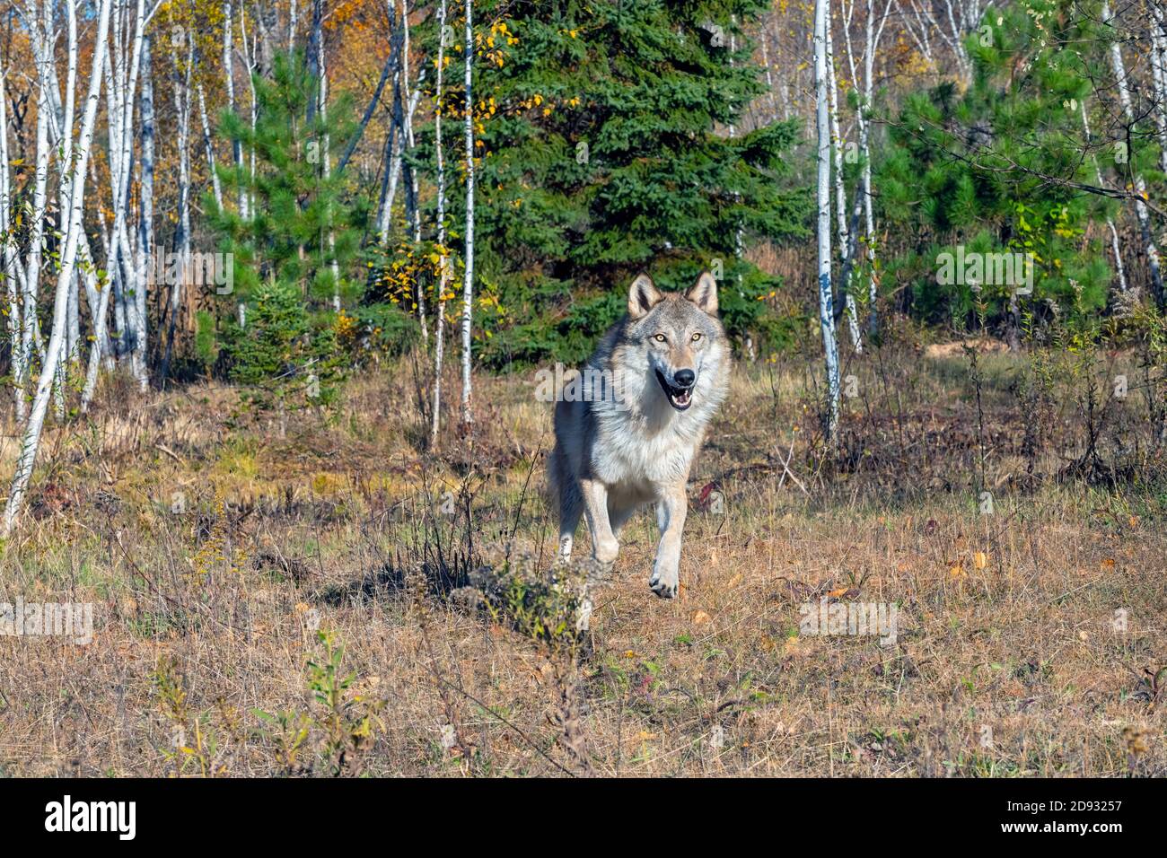 Grauer Wolf läuft aus einem Birkenwald im Herbst Stockfoto