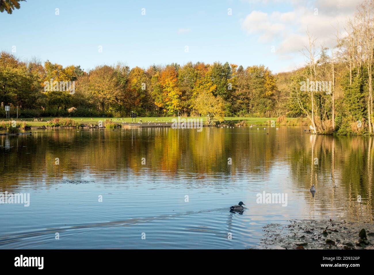 Herbstfarbe spiegelt sich in Mount Pleasant Lake. Fatfield, Washington, England, Großbritannien Stockfoto