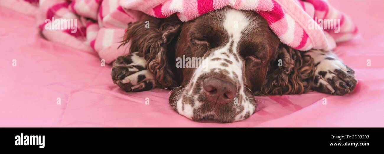 Englisch springer Spaniel, Haustier Hund schlafen auf dem Bett Stockfoto