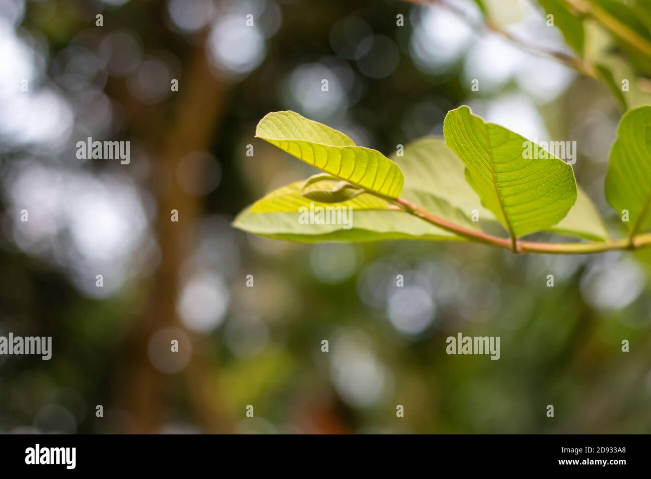 Grüne Guaven Äste und Blätter auf dem unscharfen natürlichen Hintergrund Stockfoto