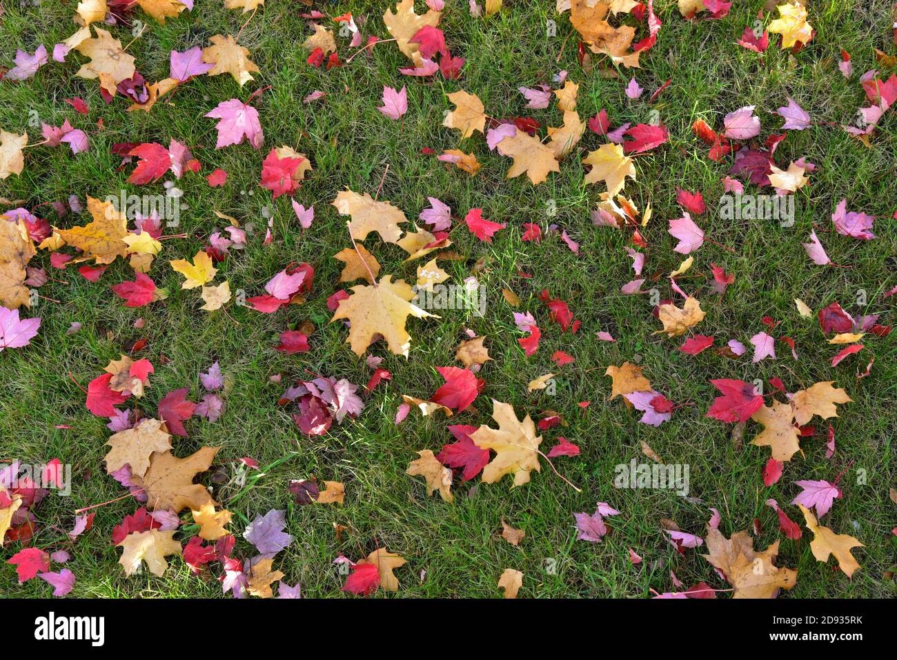 Herbstblätter liegen auf dem Rasen, Deutschland, Europa Stockfoto