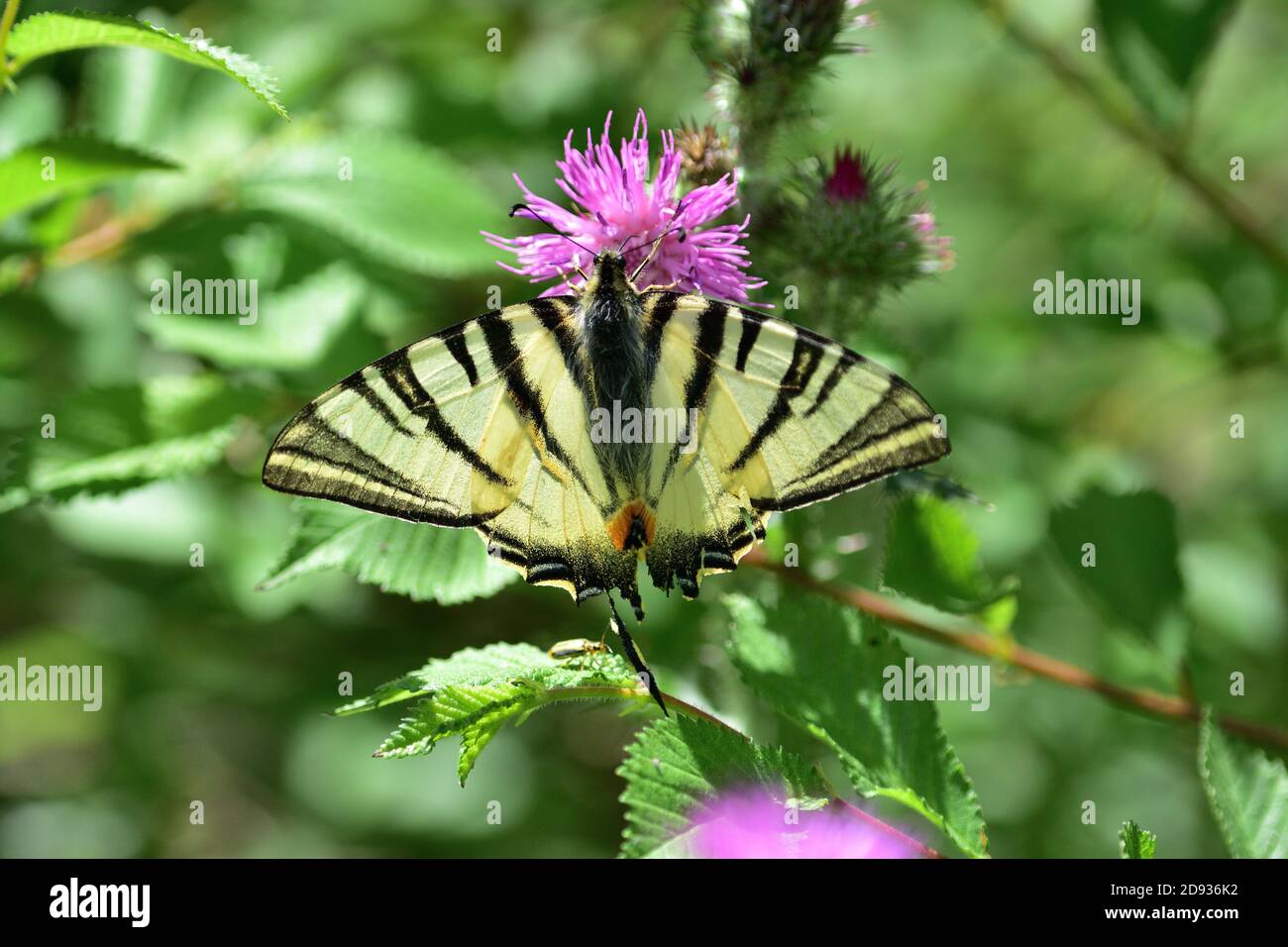 Isoliertes Exemplar von Iphiclides podalirius, auch bekannt als chinesischer seltener Schwalbenschwanz, fotografiert hier auf wilden Distelblüten, einer Pflanze der Astera Stockfoto