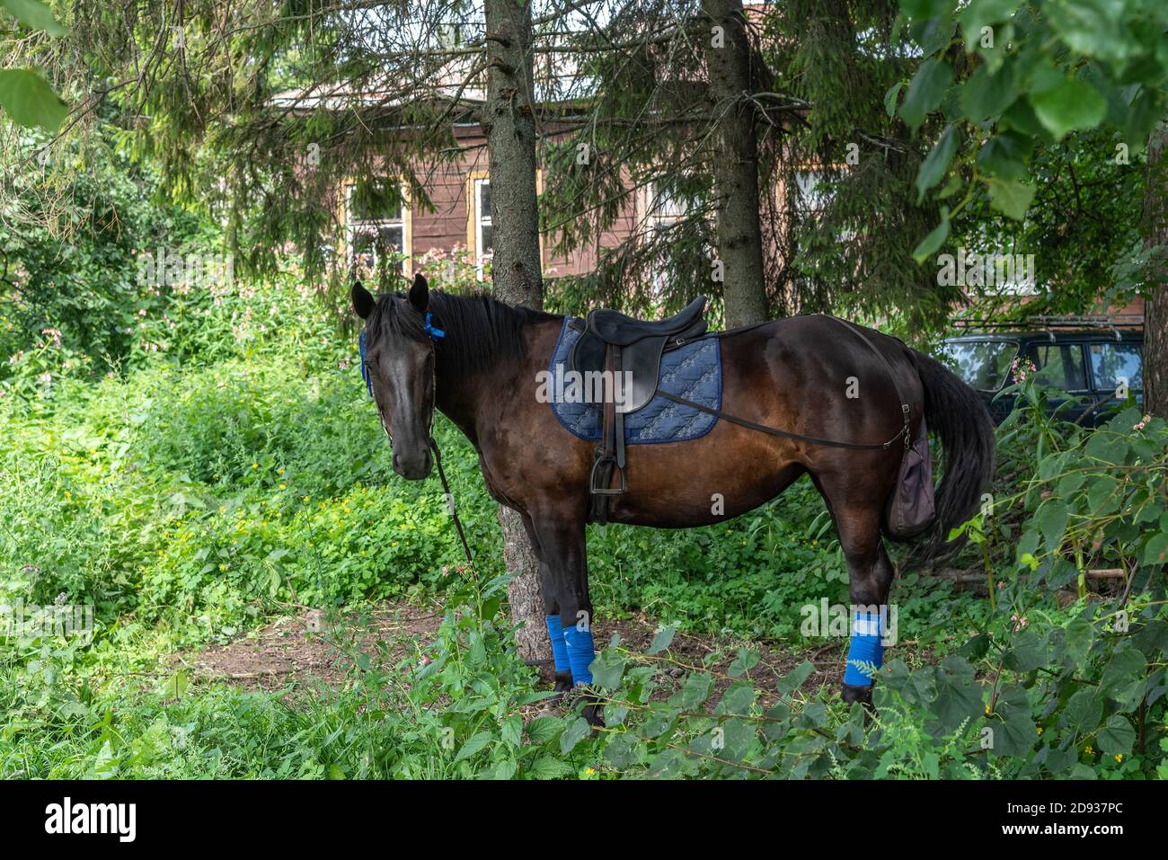 Braunes Pferd mit Tombola und Sattel zwischen Gras in der Nähe von Bäumen Stockfoto