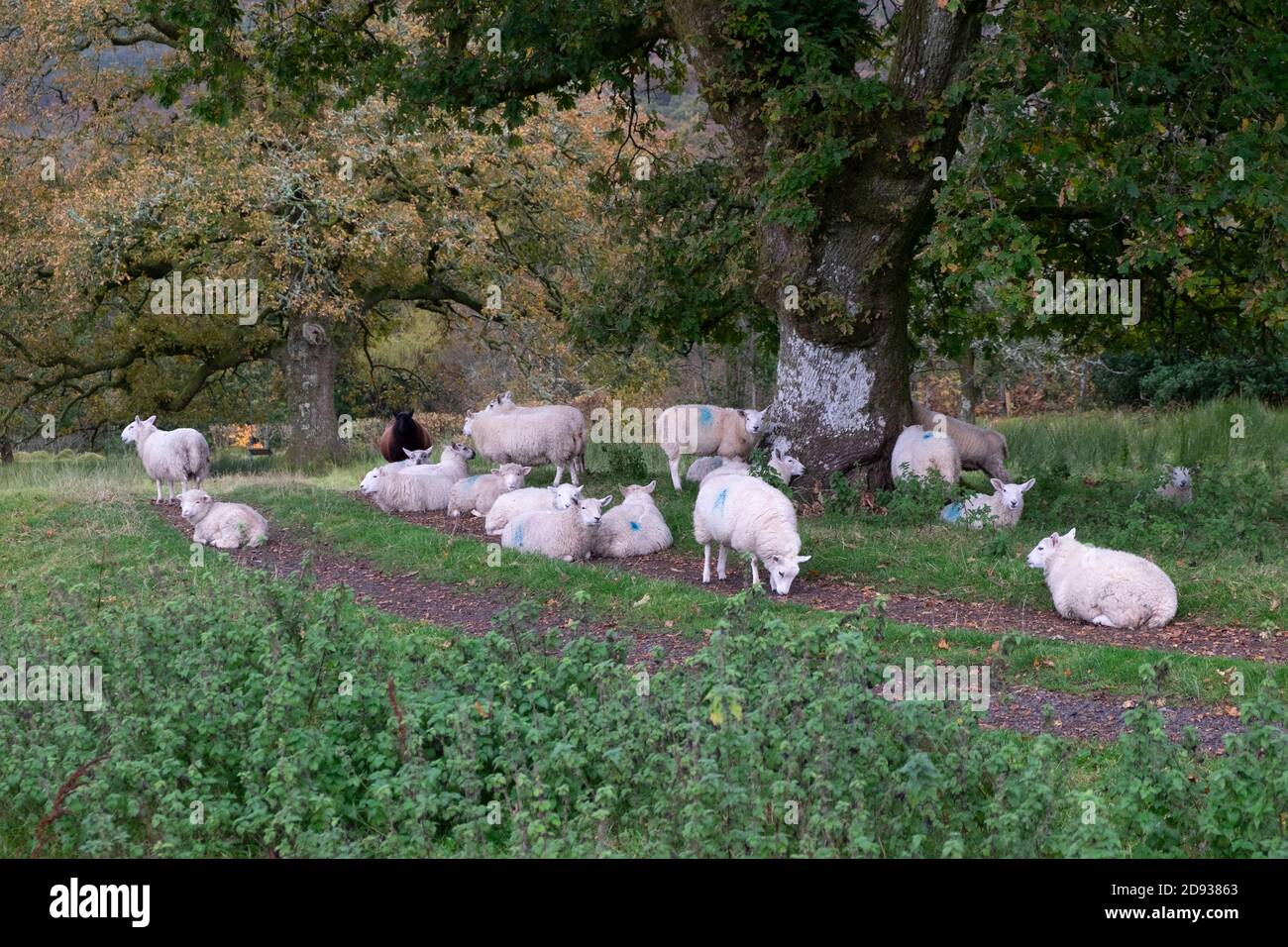 Schafsschar, die an einem nassen Morgen in Carmarthenshire Wales im Herbst unter einer Eiche ruht, sitzt und sich unter einer Eiche schützt.Oktober 2020 KATHY DEWITT Stockfoto