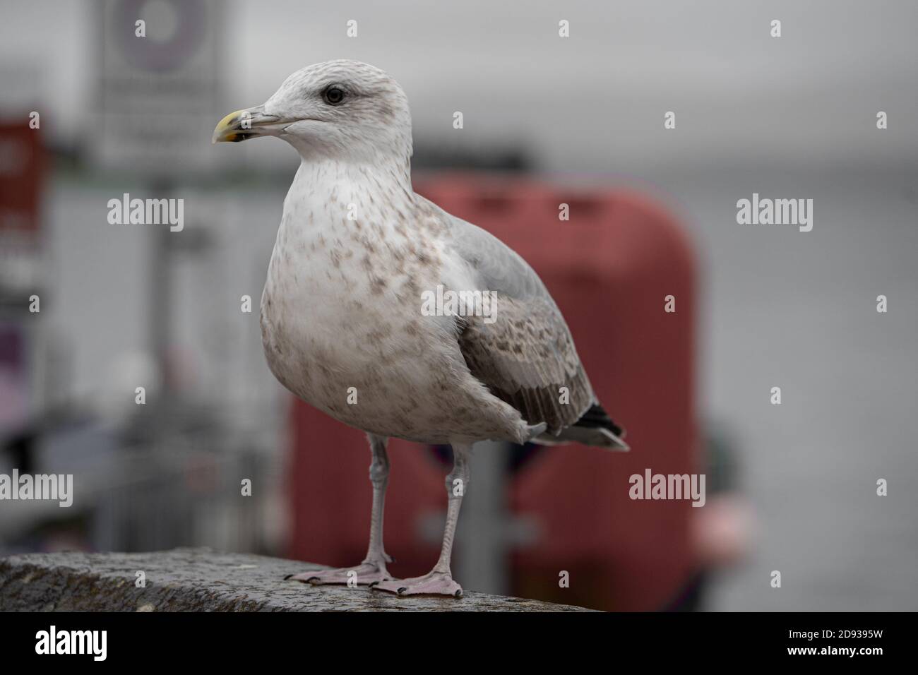 Eine junge Heringsmöwe (Larus argentatus), Großbritannien Stockfoto