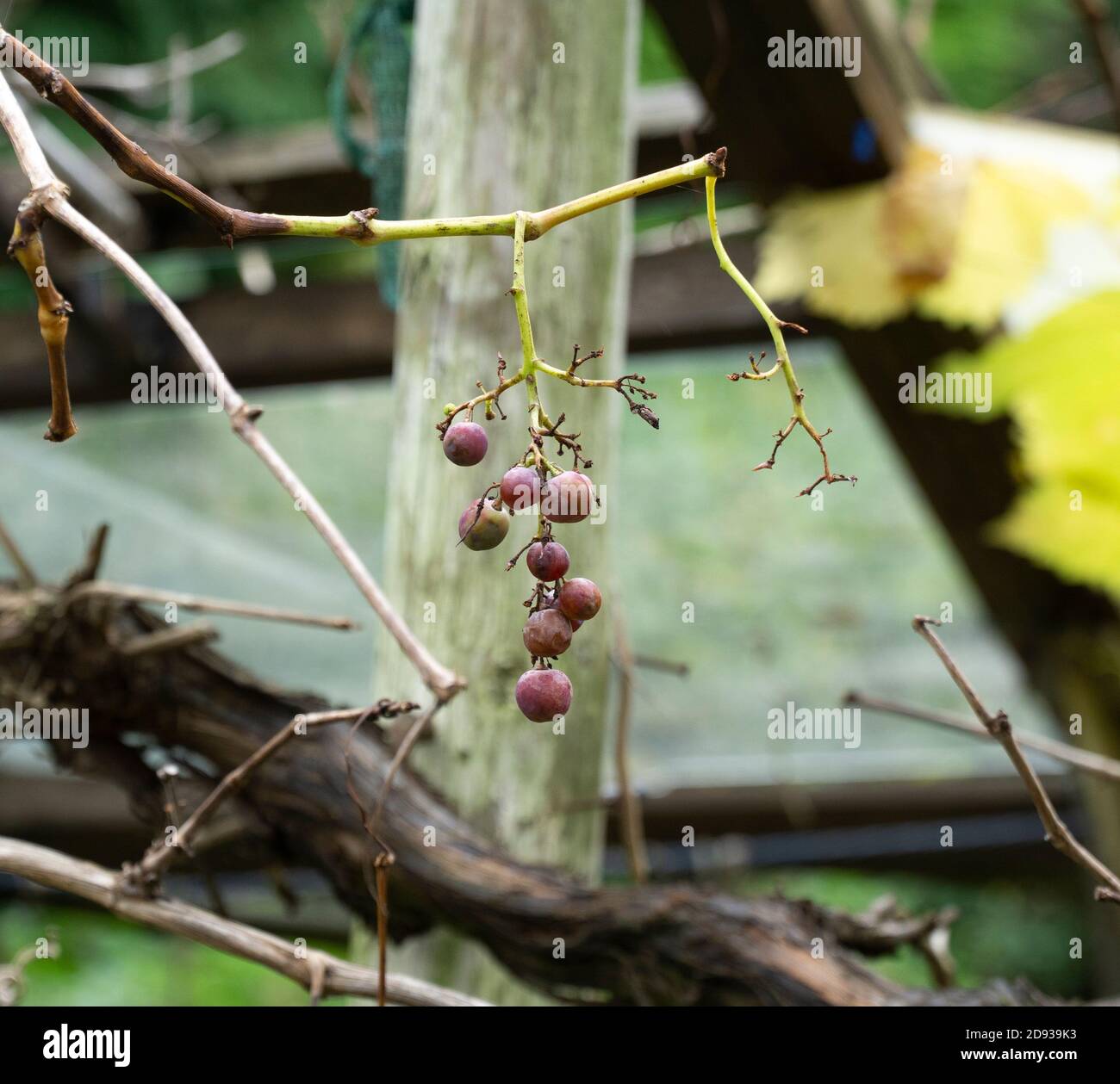 Ein kleines Bündel roter Trauben auf einer Weinrebe Stockfoto