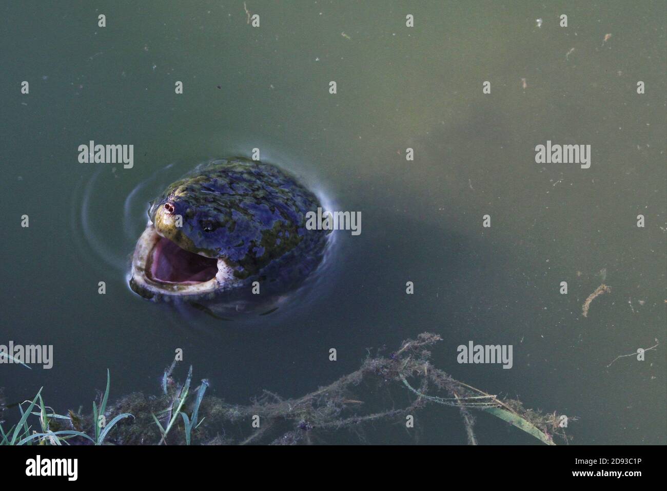 Eine große Schnappschildkröte in einem Teich mit weit geöffnetem Mund. Stockfoto