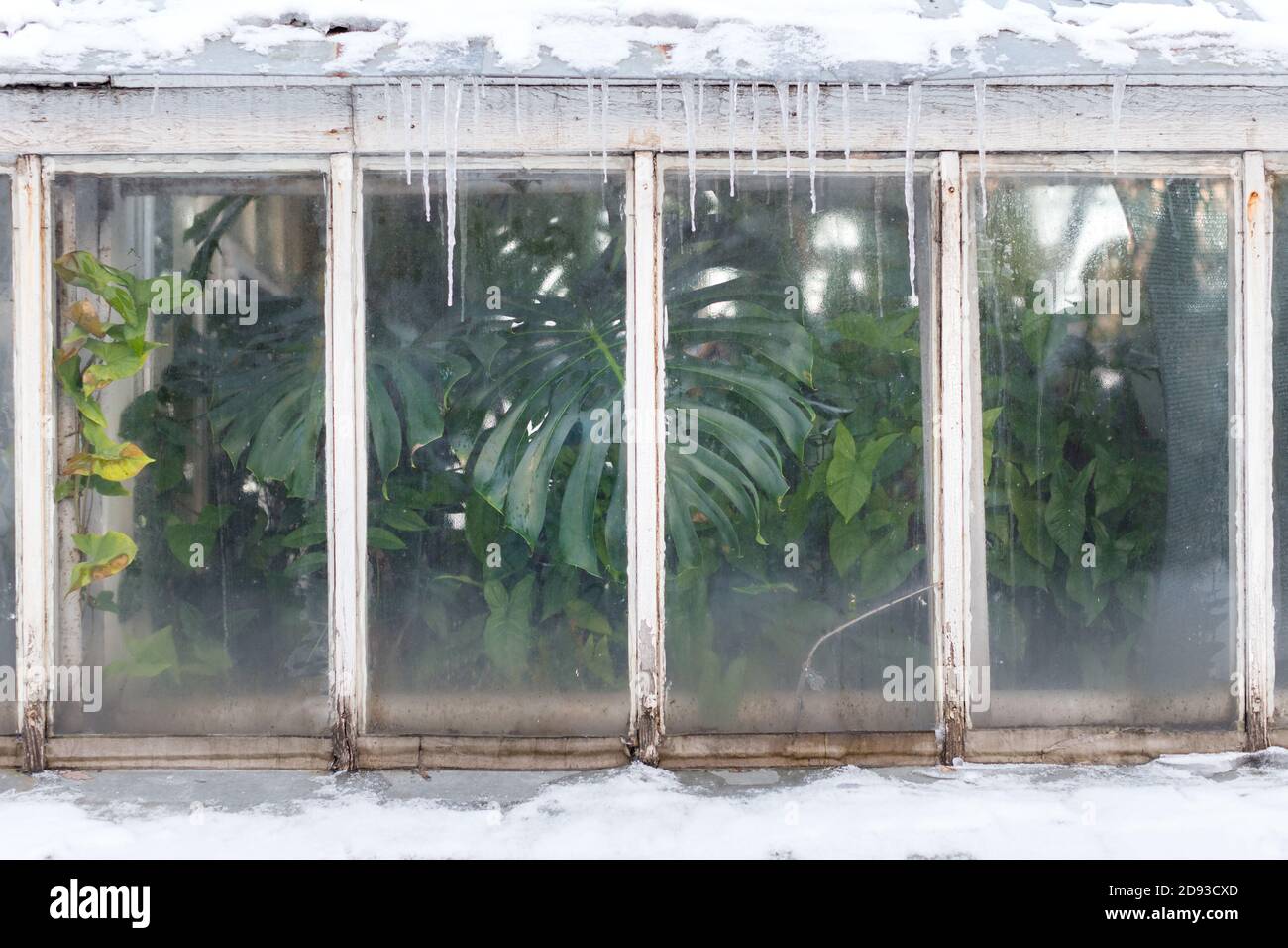 Gewächshaus während der Winterzeit. Grüne tropische Pflanze in der Nähe des Fensters innen, Eiszapfen auf dem Dach, kaltes Wetter. Monstera, Lianen hinter Glas grünh Stockfoto