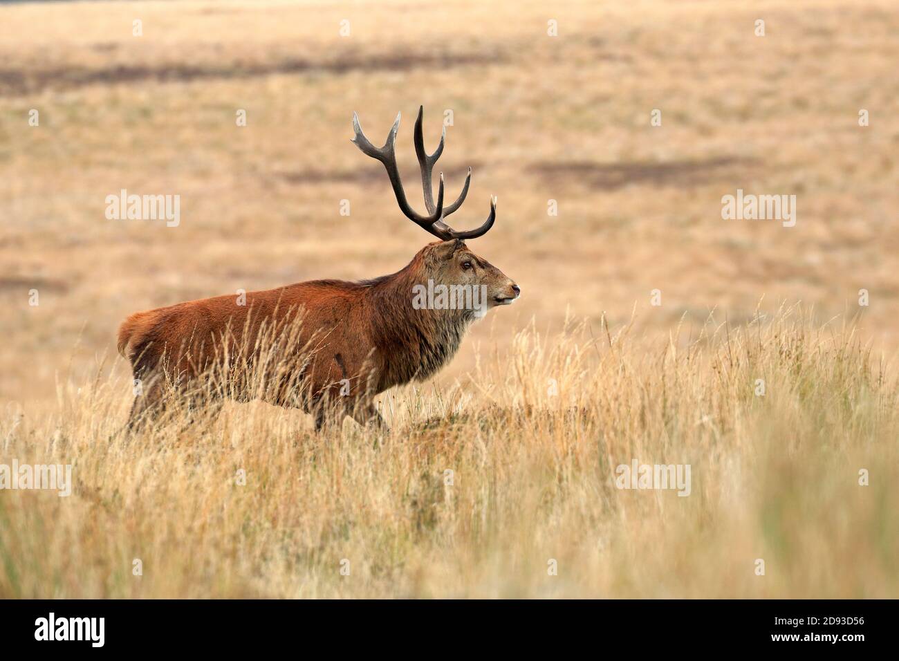 Rothirsch, Cervus elaphuson während der Herbstruhe auf Big Moor, Derbyshire, Peak District National Park, England, Großbritannien. Stockfoto